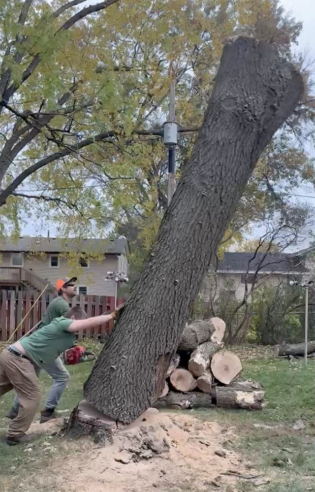 Shawn Cagle felling a tree stump.