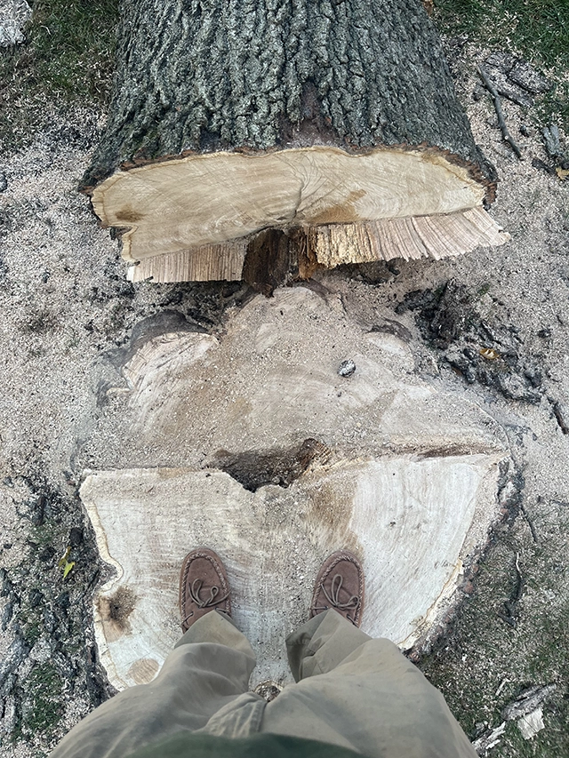 Shawn Cagle standing on a tree stump with over 80 tree rings.