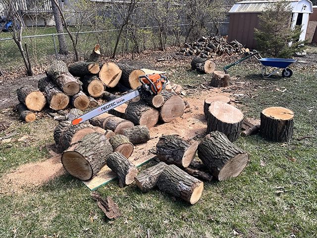 A yard full of logs and split firewood.