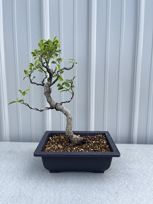 A ficus bonsai tree.