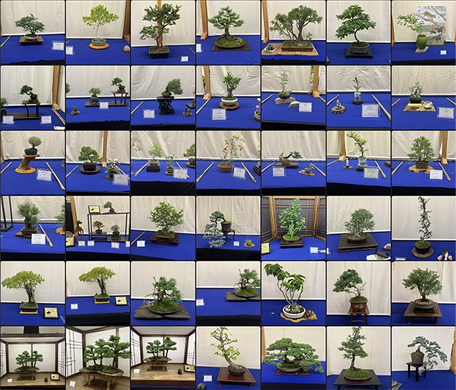 42 photographs of bonsai trees.