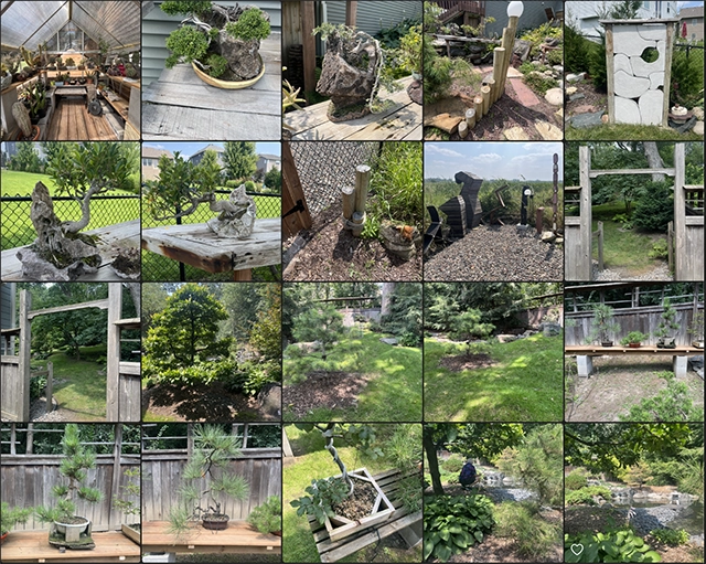 20 photographs of bonsai trees and gardens.