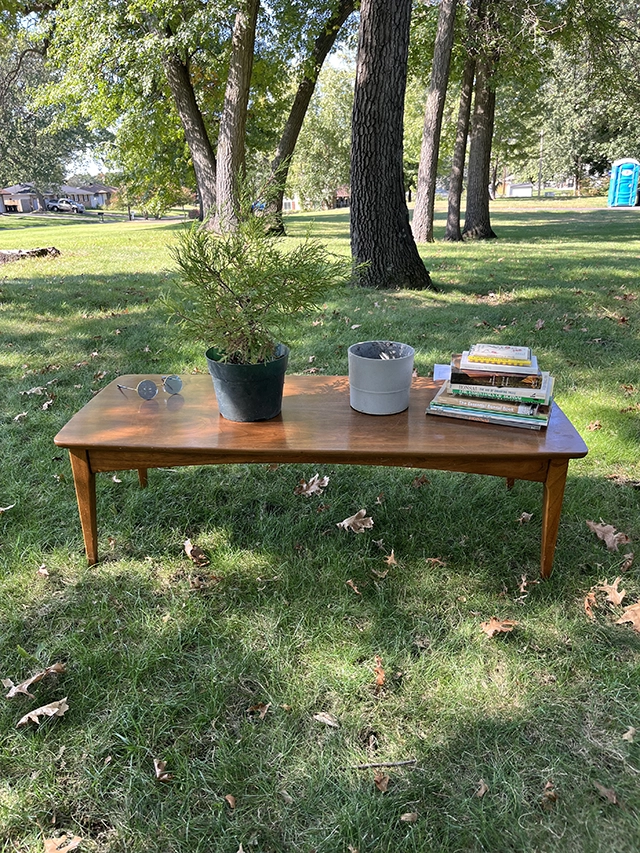 An untrained juniper bonsai in a pot on a coffee table in a park.
