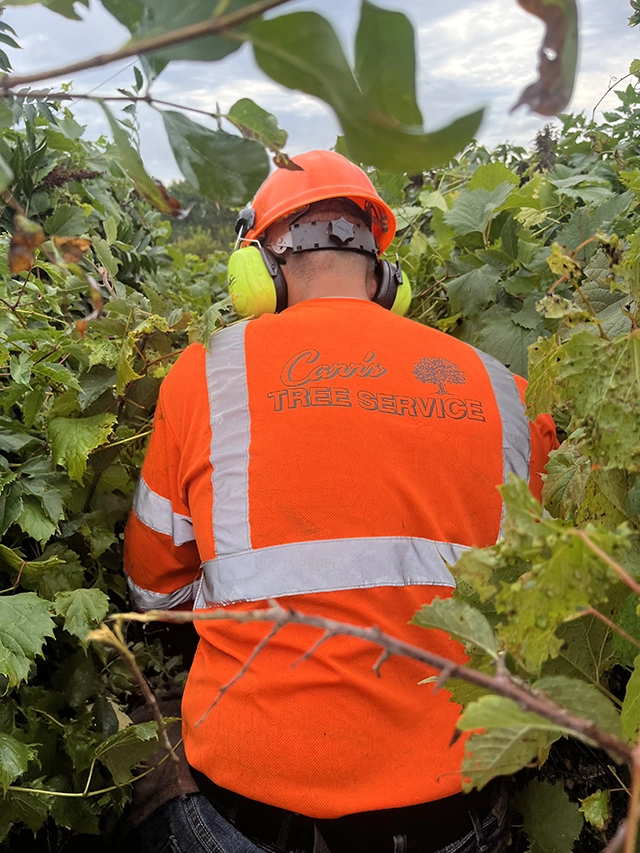 A Carr's Tree Service working walking through dense vegetation.