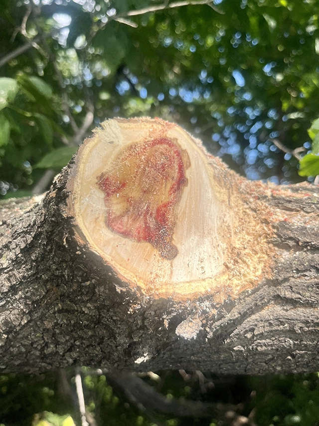 A recently cut tree branch with blood red sap.