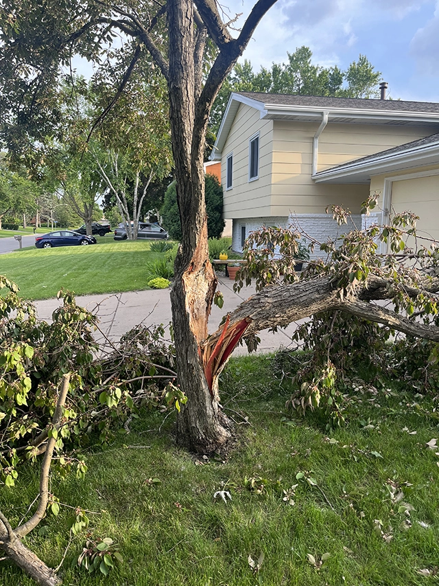A tree split down the trunk from high winds.