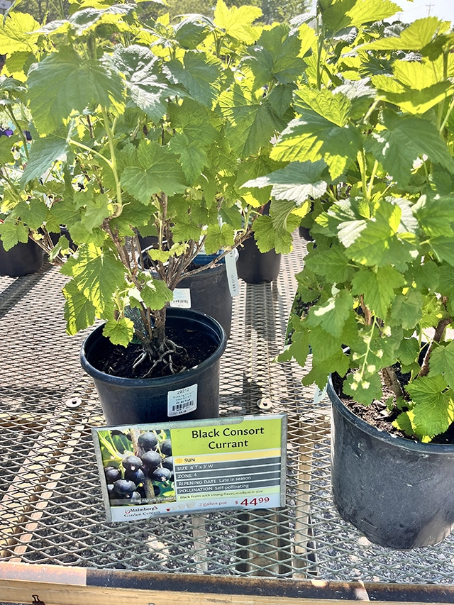 A display table of black current bushes for sale.